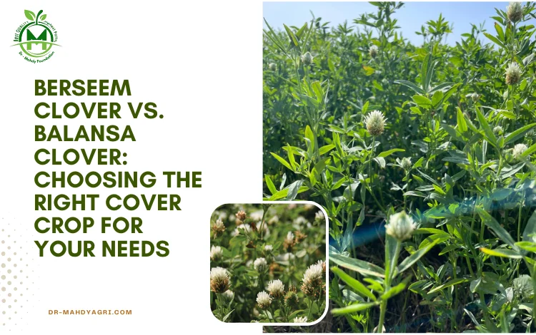 berseem clover vs balansa clover
